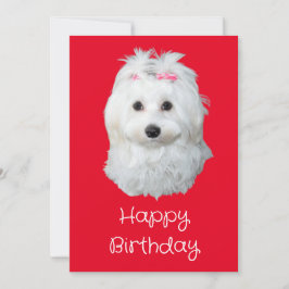 Cartão De Festividades Maltês Li Dog White Puppy Foto