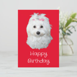Cartão De Festividades Maltês Li Dog White Puppy Foto