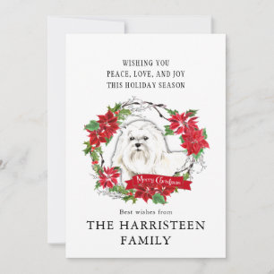 Cartão De Festividades Maltês Watercolor Poinsettia Natal