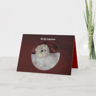 Cartão De Festividades Maltese Valentine - You Have My Heart Card