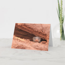 Cartão De Festividades Mangusto unido, Tanzânia