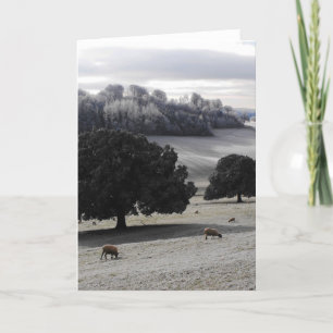 Cartão De Festividades Manhã gelada