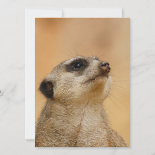 Cartão De Festividades Meerkat 011
