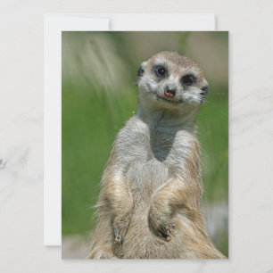 Cartão De Festividades Meerkat 013