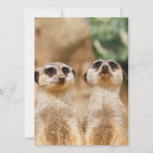 Cartão De Festividades Meerkat 017