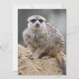 Cartão De Festividades Meerkat 021