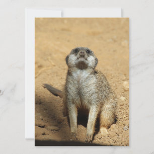 Cartão De Festividades Meerkat 031