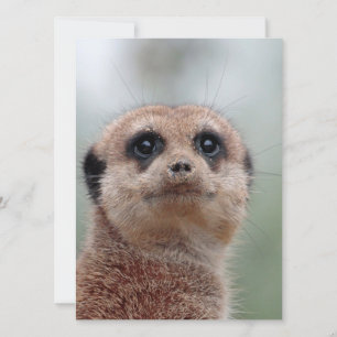 Cartão De Festividades Meerkat 036