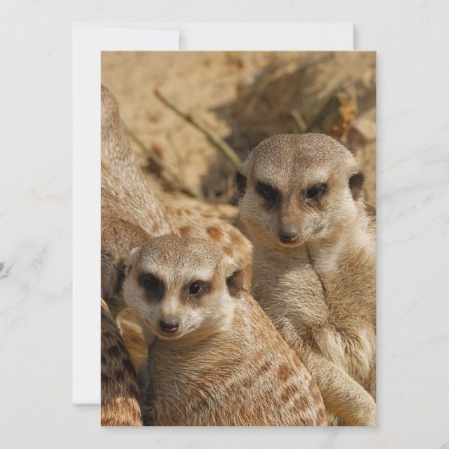 Cartão De Festividades Meerkat 039 (Frente)