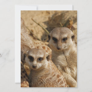 Cartão De Festividades Meerkat 039
