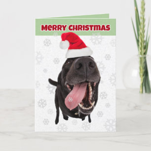 Cartão De Festividades Merry Christmas Funny Dog Catching Snowflakes