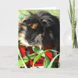 Cartão De Festividades Merry Christmas!  Guinea Pig