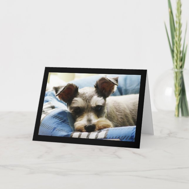 Cartão De Festividades Mini Schnauzer (Frente)