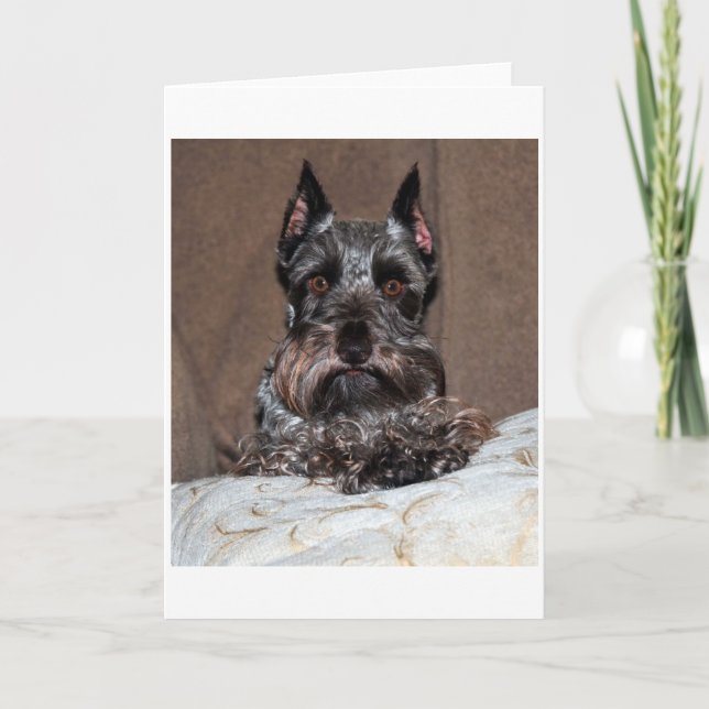 Cartão De Festividades mini schnauzer 2 (Frente)