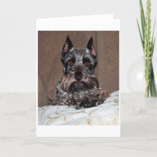 Cartão De Festividades mini schnauzer 2