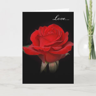 Cartão De Festividades Muito Rosa vermelha "Amor"