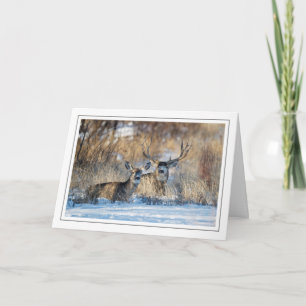 Cartão De Festividades Mule Deer Resting in Snowy Grass