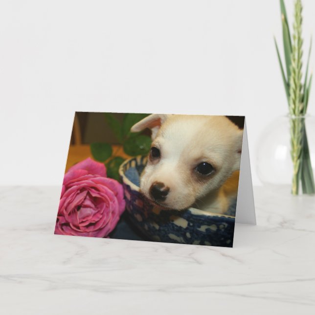 Cartão De Festividades Namorados de amor bebê Chihuahua Puppy Rosa (Frente)