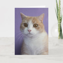 Cartão De Festividades Namorados de Gatinho/gato engraçado personalizável