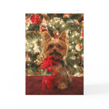 Natal 2 de Yorkie