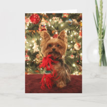 Natal 2 de Yorkie