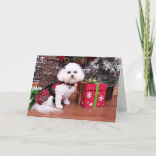 Cartão De Festividades Natal - Bichon Frise - Mia