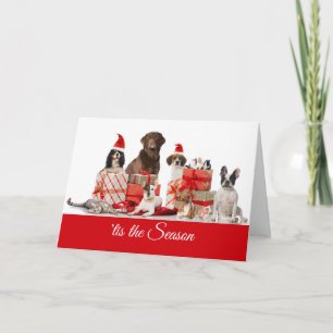 Cartão De Festividades Natal Cães e Gatos Bonito para Papais noeis dota