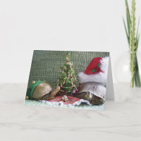 Natal da tartaruga