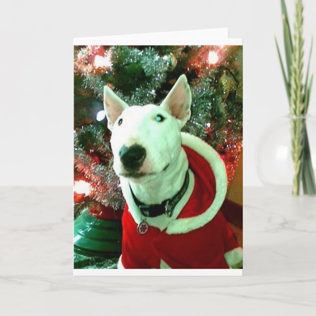 Cartão De Festividades Natal de bull terrier (Frente)