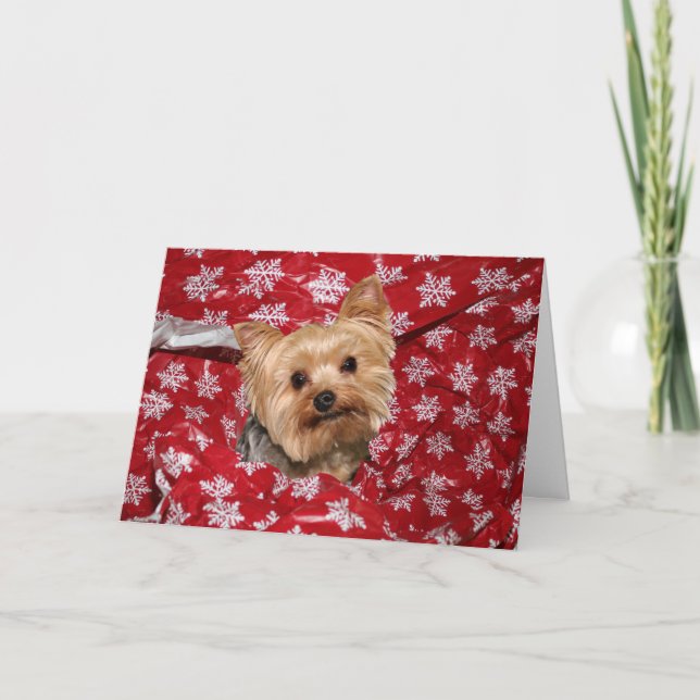 Cartão De Festividades Natal de Yorkie (Frente)
