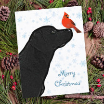 Natal do Black Labrador Retriever