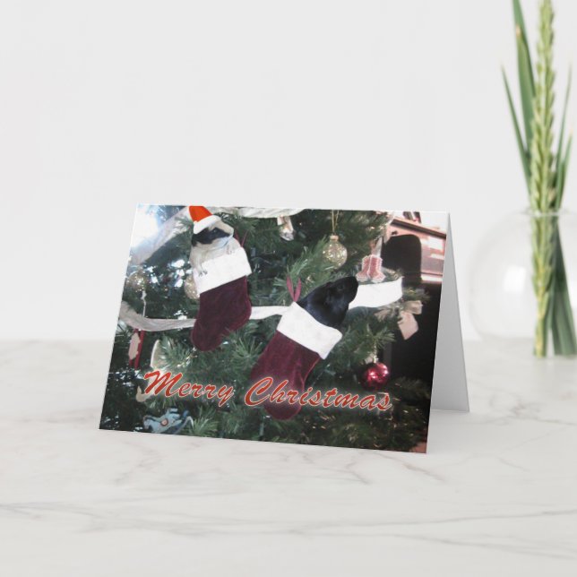 Cartão De Festividades Natal dos Porcos-guineenses (Frente)