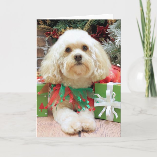 Cartão De Festividades Natal - Havanese - pedreiro (Frente)