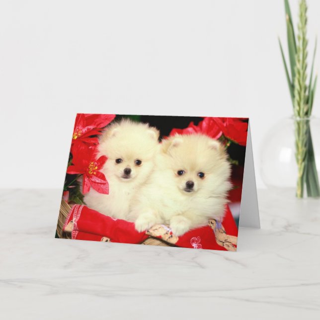 Cartão De Festividades Natal Pomeranians (Frente)