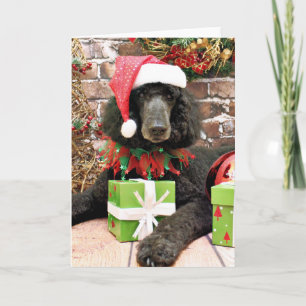 Cartão De Festividades Natal - Poodle Padrão - Bronco