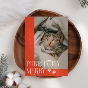 Cartão De Festividades Natal Vermelho de Foto de Gato Puramente Feliz