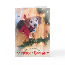 Natal vermelho do arco do cão alegre e brilhante