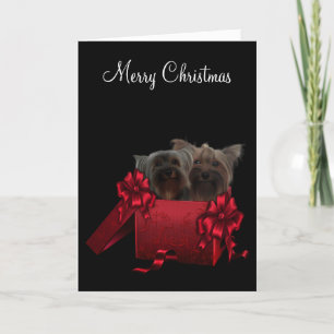 Cartão De Festividades Natal Yorkshire Terrier