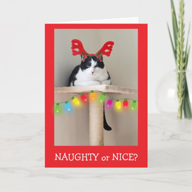 Cartão De Festividades Naughty or Nice Funny Cat Christmas  (Frente)