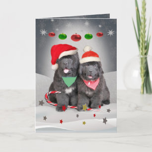 Cartão De Festividades Newfoundland Puppies A Merry Christmas