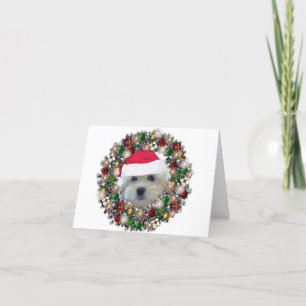 Cartão De Festividades No Natal - Havanese
