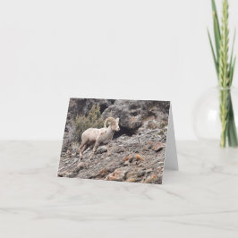 Cartão De Festividades North Fork Ram - 4" x 5.6" Notecard