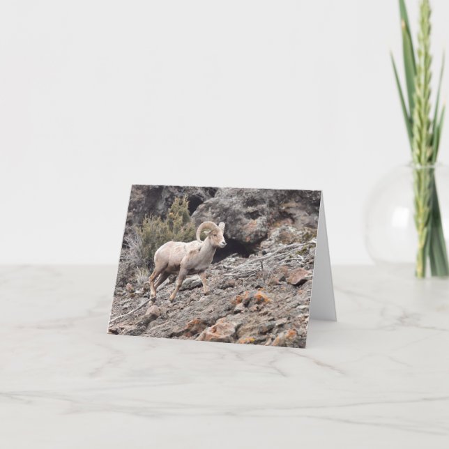 Cartão De Festividades North Fork Ram - 4" x 5.6" Notecard (Frente)