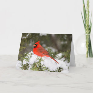 Cartão De Festividades Northern Cardinal in Juniper Tree at Wintertime