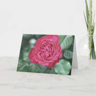 Cartão De Festividades Nós curamos junto enquanto nós amamos