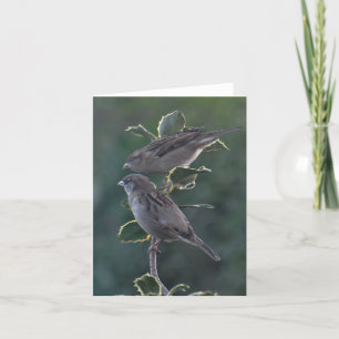 Cartão De Festividades Notecard: Betty & Ian's House Sparrows