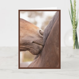 Cartão De Festividades O cavalo Nuzzle namorados