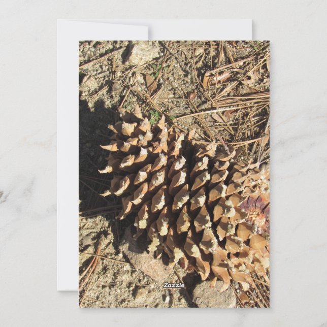 Cartão De Festividades O Coulter Pinecone (Verso)
