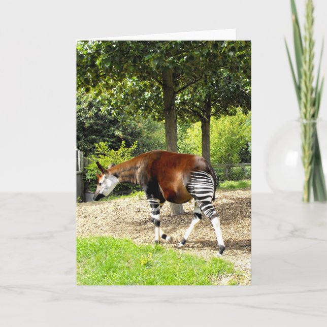 Cartão De Festividades Okapi indo embora (Frente)