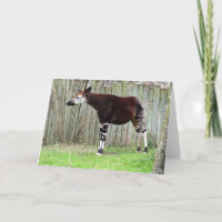 Okapi parado por cerca